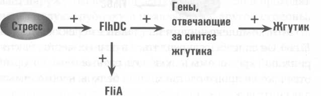 Иллюстрация к книге — Микрокосм. E. coli и новая наука о жизни [img_6.jpg]
