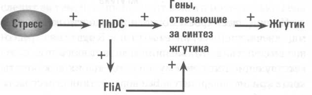 Иллюстрация к книге — Микрокосм. E. coli и новая наука о жизни [img_7.jpg]