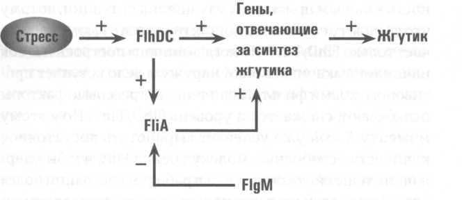 Иллюстрация к книге — Микрокосм. E. coli и новая наука о жизни [img_8.jpg]