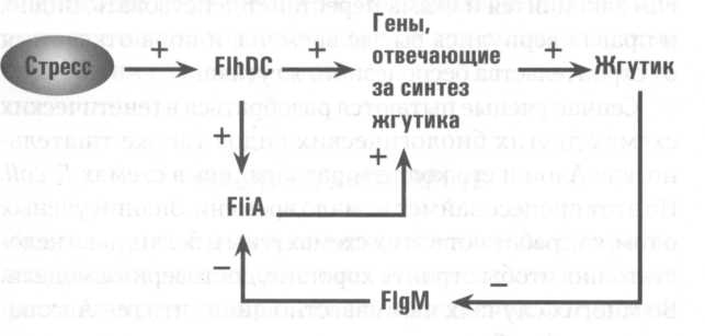Иллюстрация к книге — Микрокосм. E. coli и новая наука о жизни [img_9.jpg]