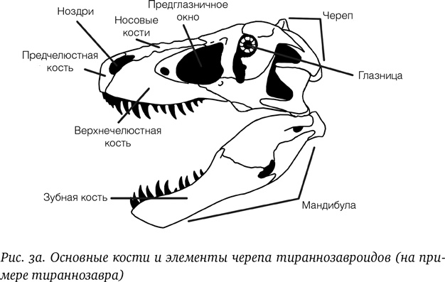 Иллюстрация к книге — Хроники тираннозавра. Биология и эволюция самого известного хищника в мире [i_004.jpg]