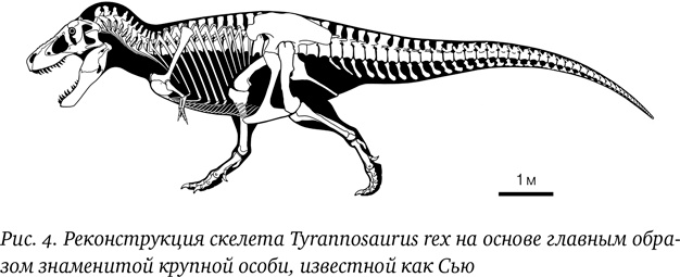 Иллюстрация к книге — Хроники тираннозавра. Биология и эволюция самого известного хищника в мире [i_006.jpg]