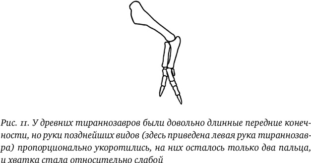 Иллюстрация к книге — Хроники тираннозавра. Биология и эволюция самого известного хищника в мире [i_020.jpg]