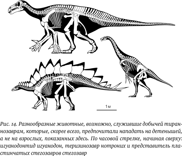 Иллюстрация к книге — Хроники тираннозавра. Биология и эволюция самого известного хищника в мире [i_025.jpg]