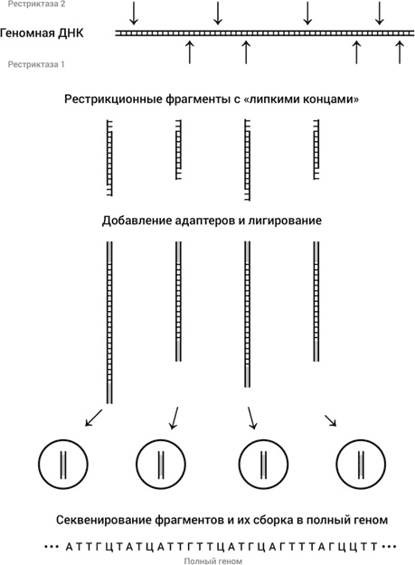 Иллюстрация к книге — Самая главная молекула. От структуры ДНК к биомедицине XXI века [_23.jpg]