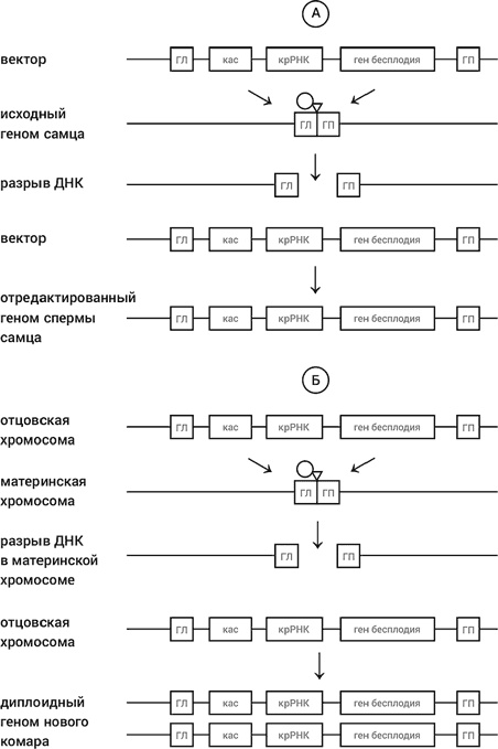 Иллюстрация к книге — Самая главная молекула. От структуры ДНК к биомедицине XXI века [_79.jpg]