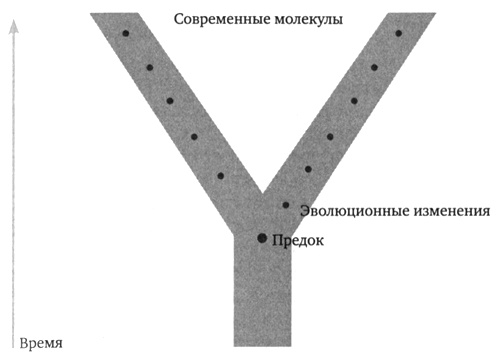 Иллюстрация к книге — Генетическая одиссея человека [i_001.jpg]