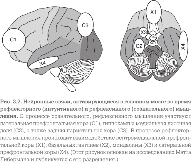 Иллюстрация к книге — Мозг. Тонкая настройка. Наша жизнь с точки зрения нейронауки [i_004.jpg]