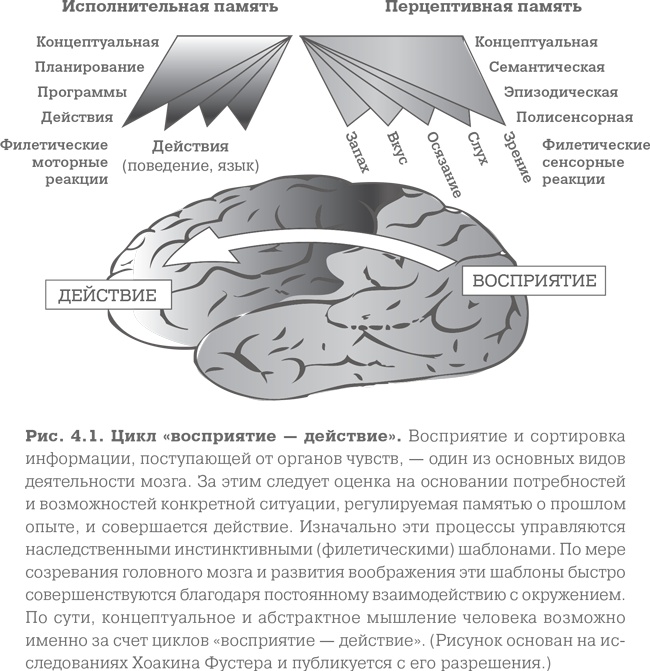 Иллюстрация к книге — Мозг. Тонкая настройка. Наша жизнь с точки зрения нейронауки [i_006.jpg]