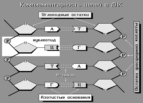Иллюстрация к книге — Геном человека: Энциклопедия, написанная четырьмя буквами [i_003.jpg]