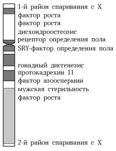 Иллюстрация к книге — Антропология пола [i_002.jpg]