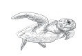 Иллюстрация к книге — История мозга. 1640 фактов [i_201.jpg]