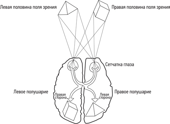 Иллюстрация к книге — Психология. Люди, концепции, эксперименты [i_022.jpg]