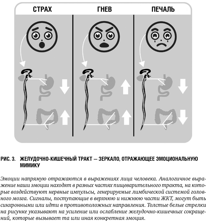 Иллюстрация к книге — Второй мозг: Как микробы в кишечнике управляют нашим настроением, решениями и здоровьем [i_004.jpg]