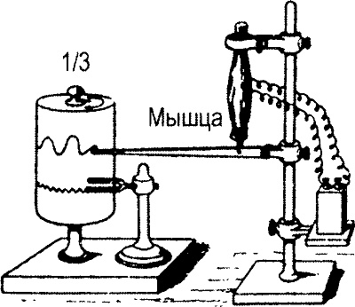 Иллюстрация к книге — Занимательная физиология [i_017.jpg]
