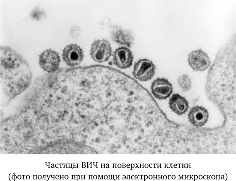 Иллюстрация к книге — Вирусы. Скорее друзья, чем враги [i_002.jpg]