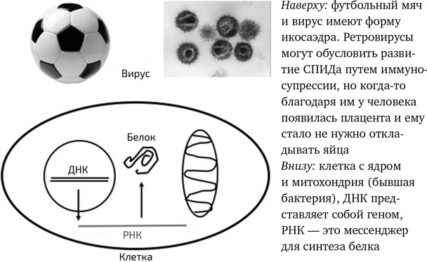 Иллюстрация к книге — Вирусы. Скорее друзья, чем враги [i_006.jpg]