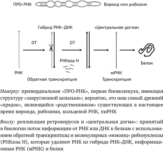 Иллюстрация к книге — Вирусы. Скорее друзья, чем враги [i_007.jpg]