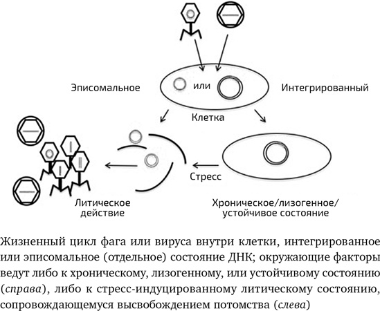Иллюстрация к книге — Вирусы. Скорее друзья, чем враги [i_008.jpg]