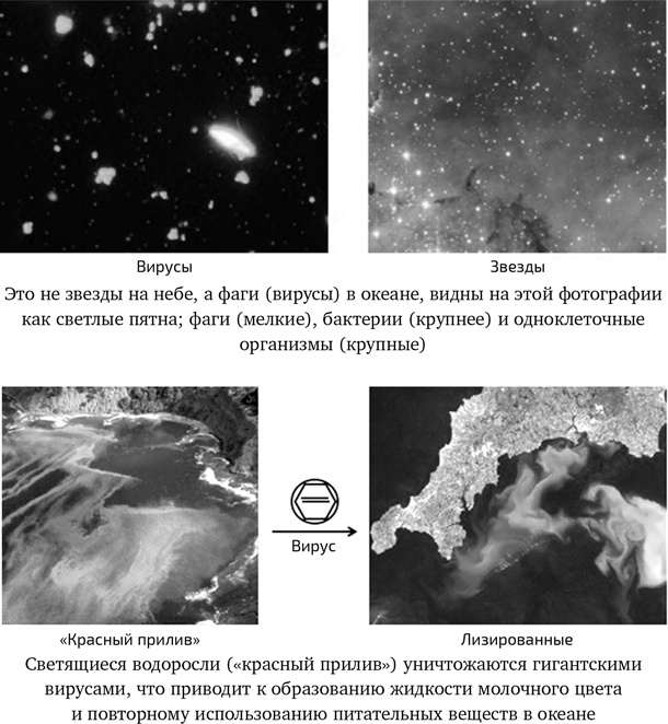 Иллюстрация к книге — Вирусы. Скорее друзья, чем враги [i_010.jpg]