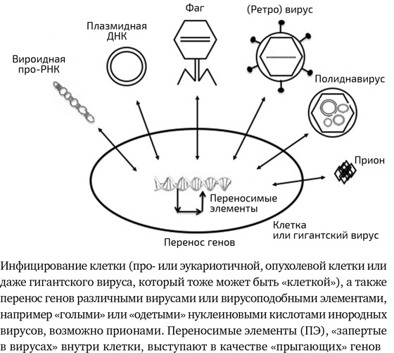 Иллюстрация к книге — Вирусы. Скорее друзья, чем враги [i_011.jpg]