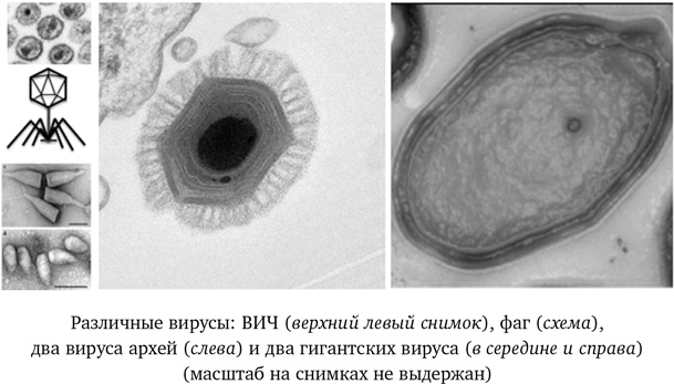 Иллюстрация к книге — Вирусы. Скорее друзья, чем враги [i_012.jpg]
