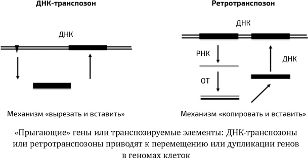 Иллюстрация к книге — Вирусы. Скорее друзья, чем враги [i_015.jpg]
