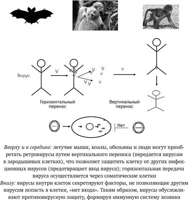 Иллюстрация к книге — Вирусы. Скорее друзья, чем враги [i_016.jpg]