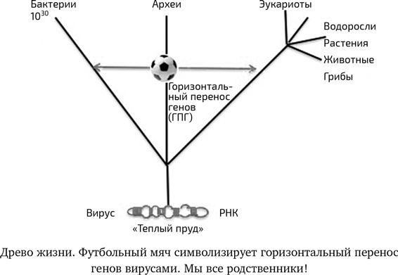 Иллюстрация к книге — Вирусы. Скорее друзья, чем враги [i_020.jpg]