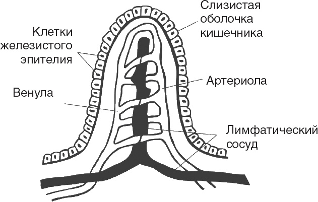 Иллюстрация к книге — Твой второй мозг - кишечник. Книга-компас по невидимым связям нашего тела [i_007.jpg]