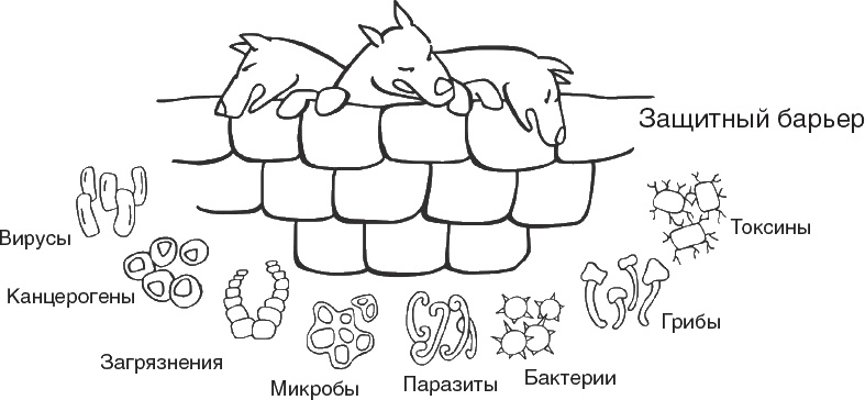 Иллюстрация к книге — Твой второй мозг - кишечник. Книга-компас по невидимым связям нашего тела [i_008.jpg]