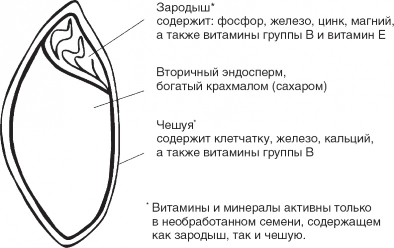 Иллюстрация к книге — Твой второй мозг - кишечник. Книга-компас по невидимым связям нашего тела [i_019.jpg]