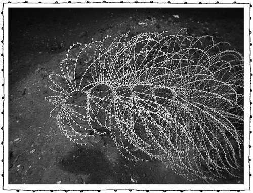 Иллюстрация к книге — Книга о самых невообразимых животных. Бестиарий XXI века [i_044.jpg]