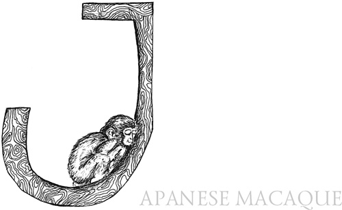 Иллюстрация к книге — Книга о самых невообразимых животных. Бестиарий XXI века [i_049.jpg]