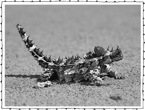 Иллюстрация к книге — Книга о самых невообразимых животных. Бестиарий XXI века [i_092.jpg]