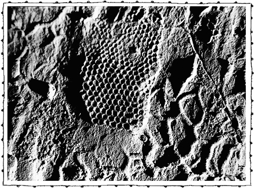 Иллюстрация к книге — Книга о самых невообразимых животных. Бестиарий XXI века [i_107.jpg]