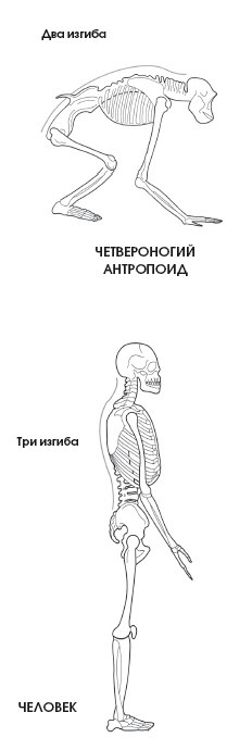 Иллюстрация к книге — Диагностика и лечение позвоночника. Уникальная система доктора А. М. Уриа [i_003.jpg]