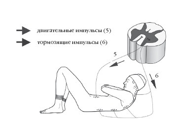 Иллюстрация к книге — Диагностика и лечение позвоночника. Уникальная система доктора А. М. Уриа [i_061.jpg]