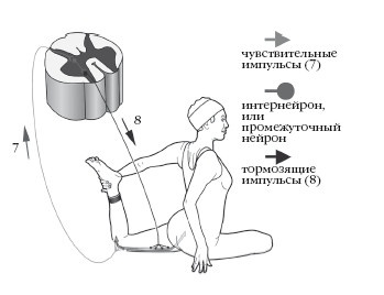 Иллюстрация к книге — Диагностика и лечение позвоночника. Уникальная система доктора А. М. Уриа [i_062.jpg]