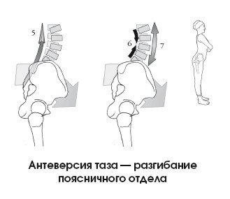 Иллюстрация к книге — Диагностика и лечение позвоночника. Уникальная система доктора А. М. Уриа [i_079.jpg]