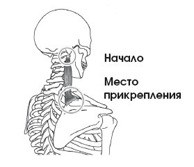 Иллюстрация к книге — Диагностика и лечение позвоночника. Уникальная система доктора А. М. Уриа [i_108.jpg]