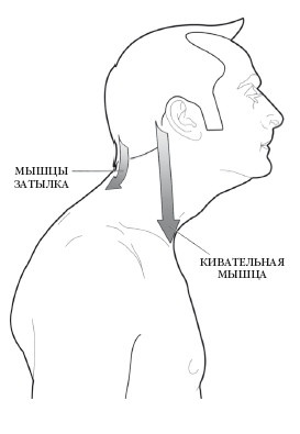 Иллюстрация к книге — Диагностика и лечение позвоночника. Уникальная система доктора А. М. Уриа [i_120.jpg]