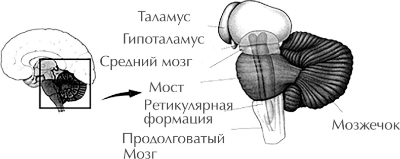 Иллюстрация к книге — Чертоги разума. Убей в себе идиота! [i_006.jpg]