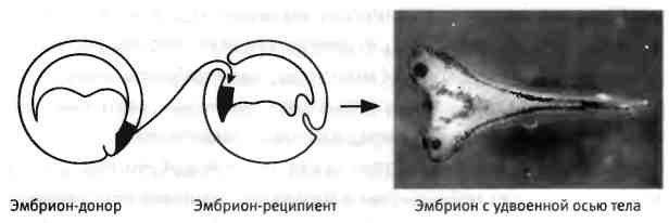 Иллюстрация к книге — Бесконечное число самых прекрасных форм [img_17.jpg]