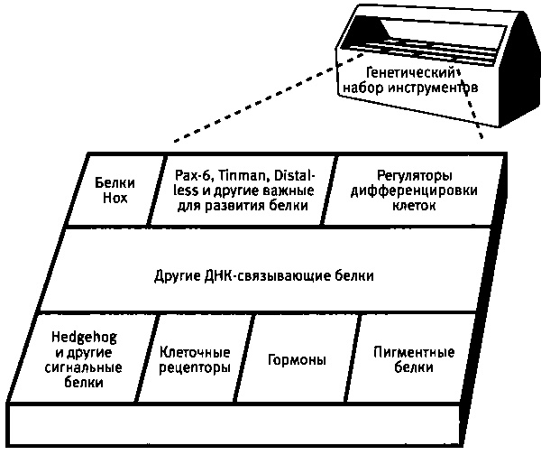 Иллюстрация к книге — Бесконечное число самых прекрасных форм [img_33.jpg]