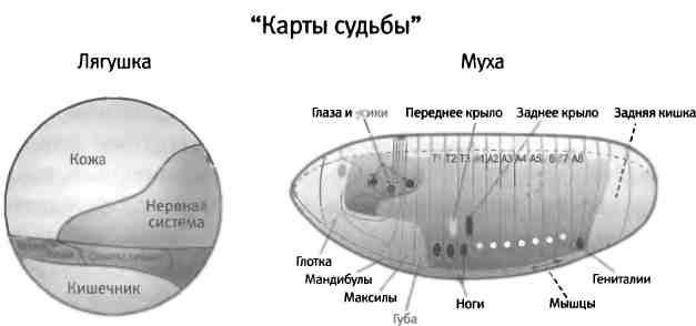 Иллюстрация к книге — Бесконечное число самых прекрасных форм [img_38.jpg]
