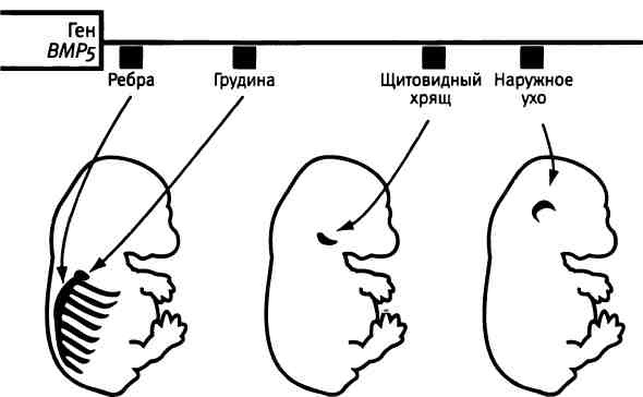 Иллюстрация к книге — Бесконечное число самых прекрасных форм [img_55.jpg]