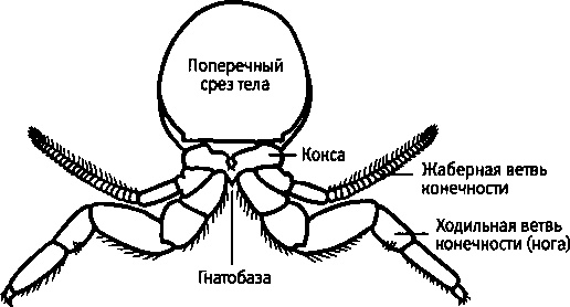 Иллюстрация к книге — Бесконечное число самых прекрасных форм [img_71.jpg]
