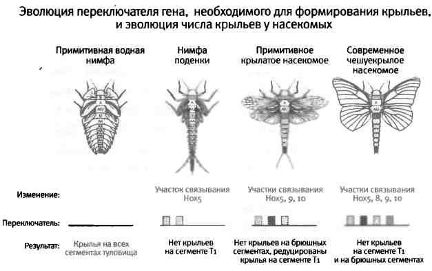 Иллюстрация к книге — Бесконечное число самых прекрасных форм [img_73.jpg]
