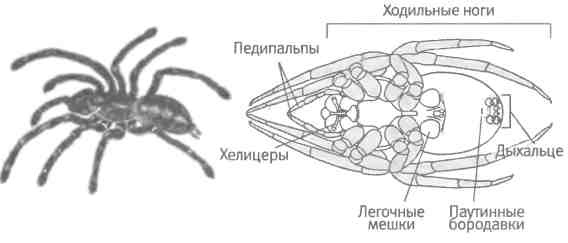 Иллюстрация к книге — Бесконечное число самых прекрасных форм [img_74.jpg]